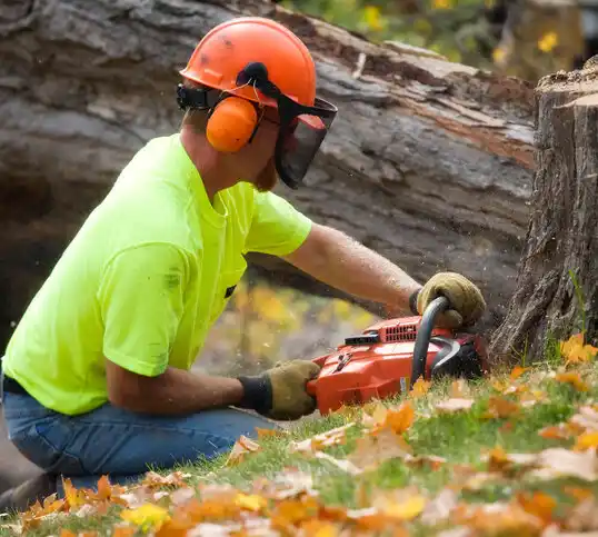 tree services Cedar Bluffs